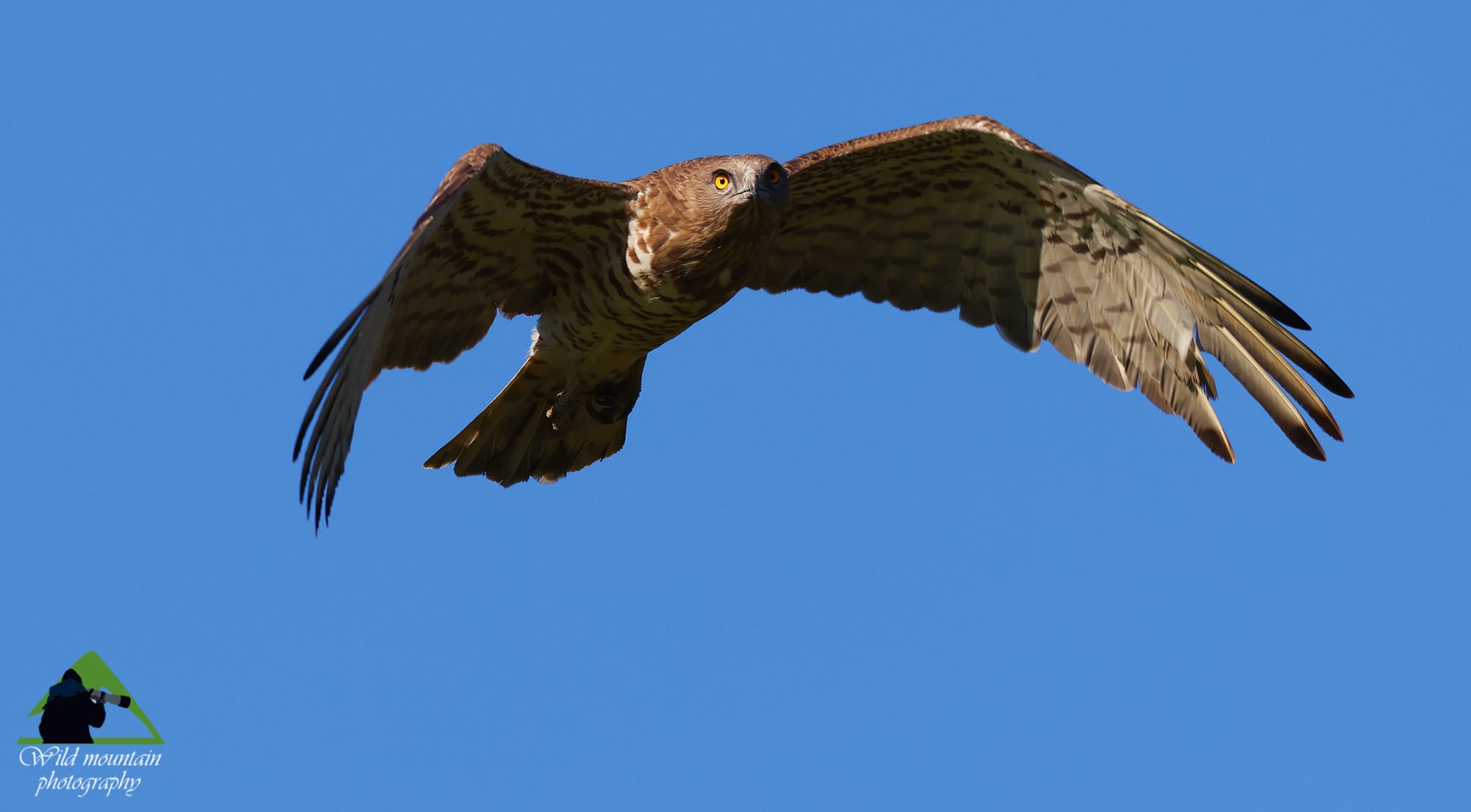 Φιδαετός (Circaetus gallicus)