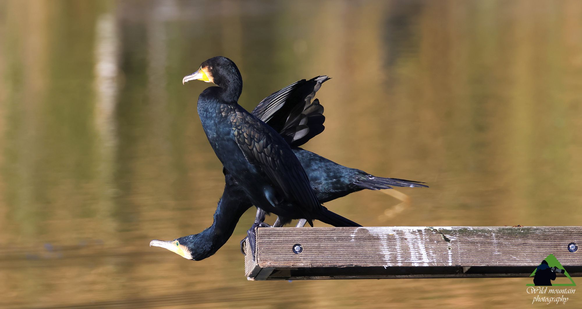 Εθνικό Πάρκο Σχινιά: Οι Κορμοράνοι (Phalacrocorax carbo) έχουν βρει ένα φιλόξενο σπίτι στο Κωπηλατοδρόμιο