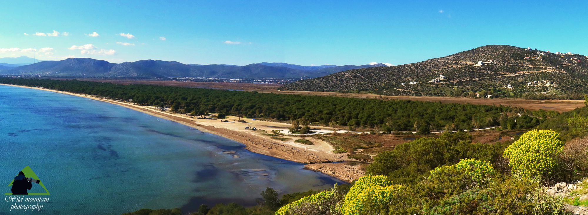 Βλάστηση του Ε.Π. Σχινιά-Μαραθώνα: Το δάσος Κουκουναριάς και Πεύκου αποτελεί κύριο στοιχείο του παράκτιου τοπίου του Σχινιά