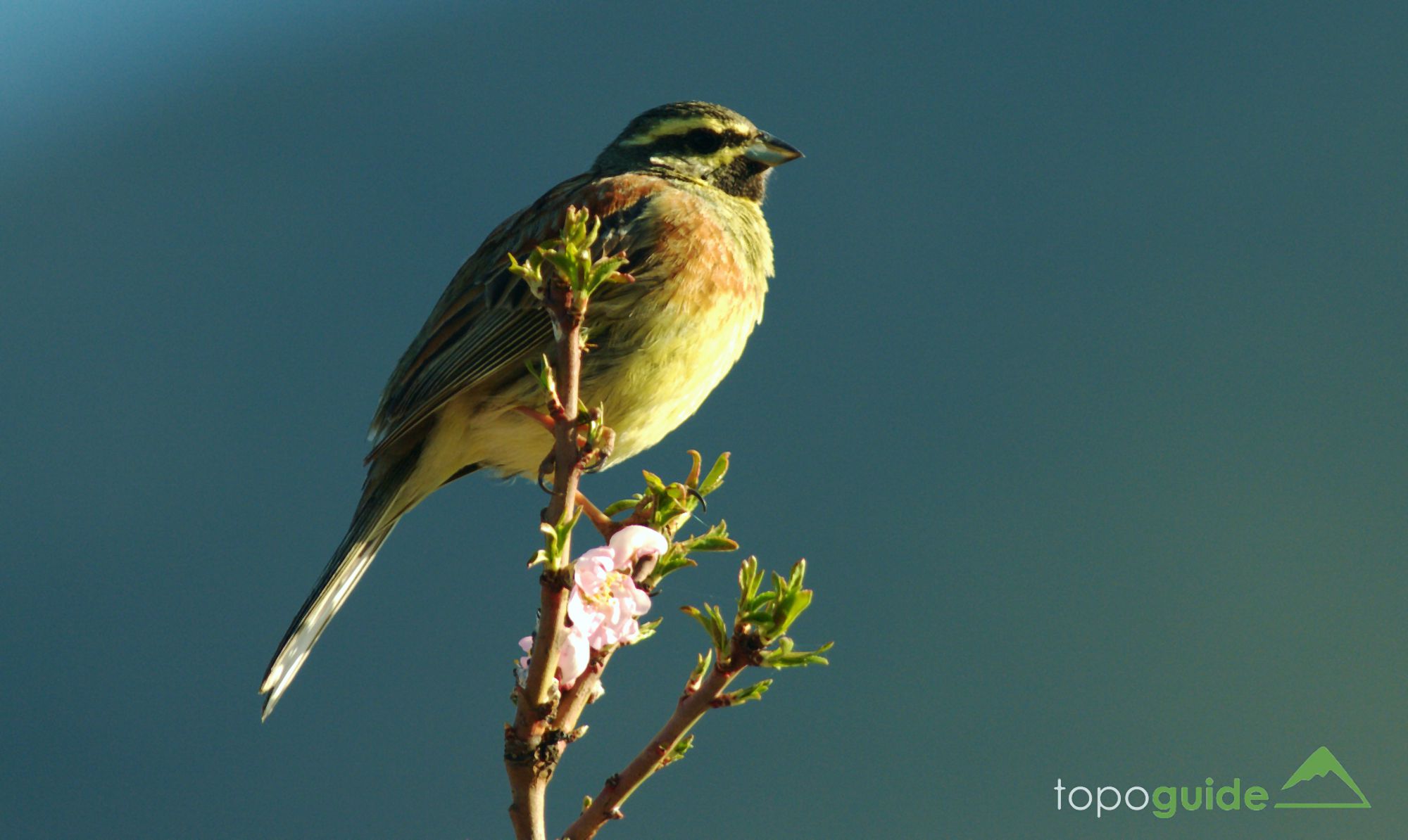 Τα πουλιά του Ε.Δ. Σουνίου: Σιρλοτσίχλονο (Emberiza cirlus)