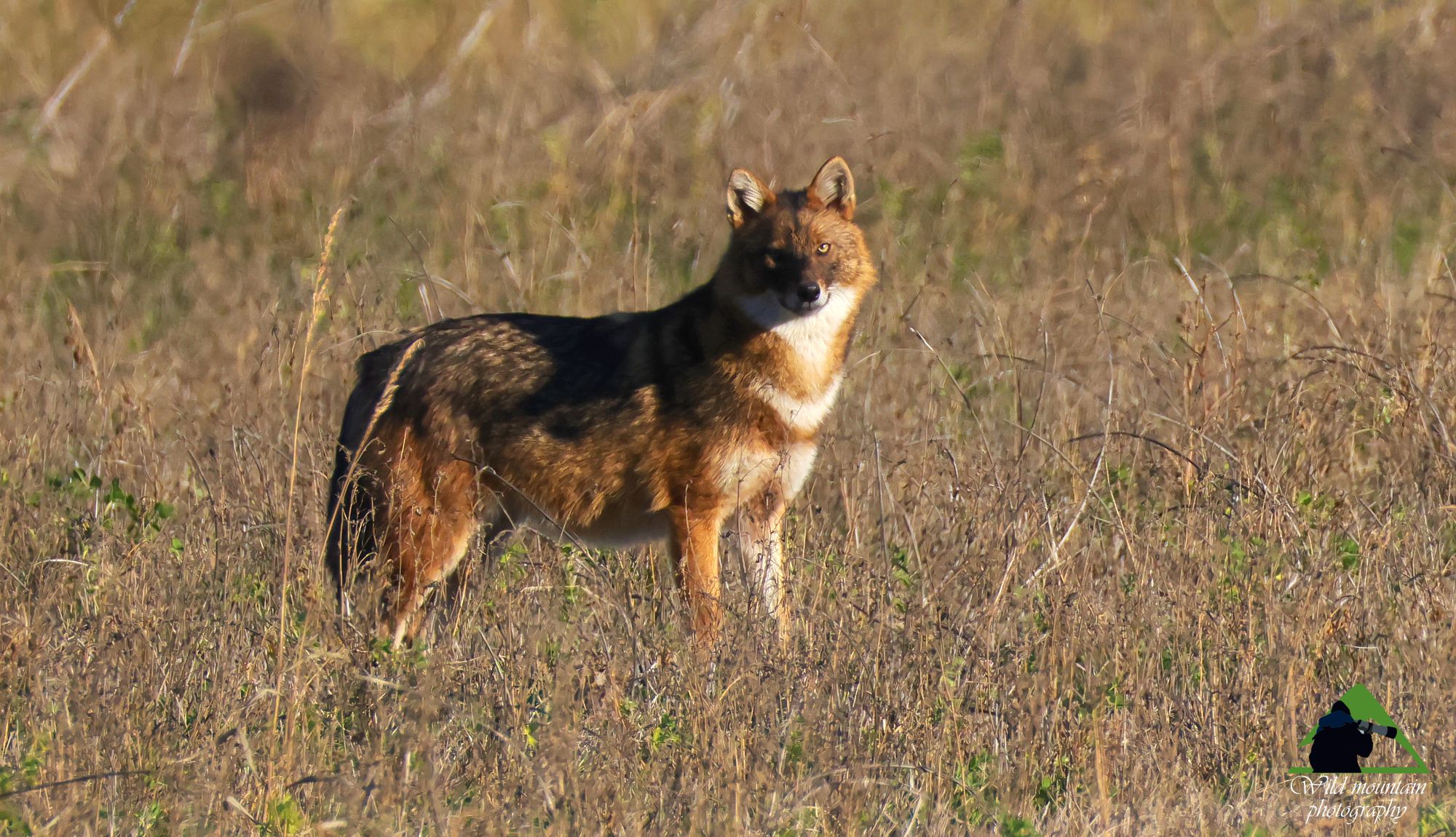 Φωτογραφία θηλαστικών: Τσακάλι (Canis aureus) στην Κερκίνη
