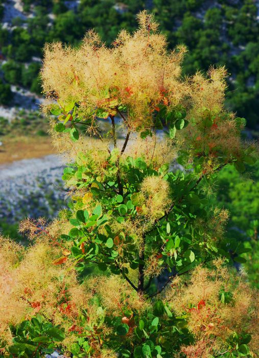 Όλυμπος topoguide